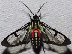 Poecilosoma eone