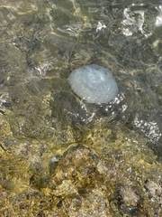 Rhizostoma pulmo
