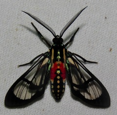 Poecilosoma eone