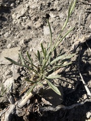 Thelesperma subnudum
