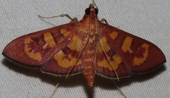 Prenesta scyllalis