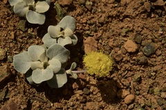 Eriogonum alpinum