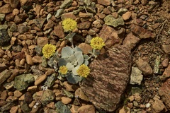 Eriogonum alpinum