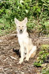 Canis latrans