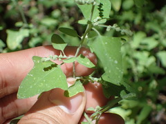 Chenopodium fremontii
