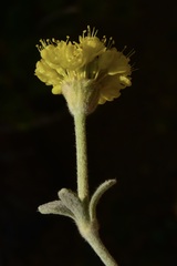 Eriogonum alpinum