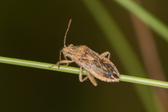 Rhopalus parumpunctatus