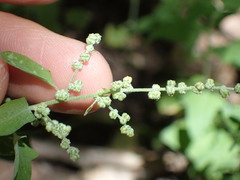 Chenopodium fremontii