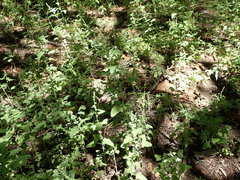Chenopodium fremontii