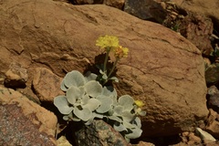 Eriogonum alpinum