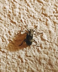 Pseudastylopsis nebulosus