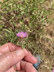 Centaurea debeauxii