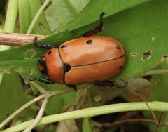 Pelidnota punctata