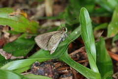 Callimormus interpunctata