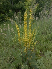 Verbascum nigrum