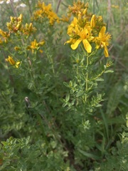 Hypericum perforatum