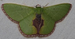 Synchlora astraeoides