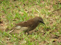 Turdoides hartlaubii