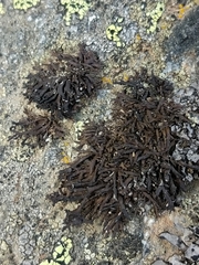 Cornicularia normoerica