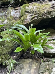 Veltheimia bracteata
