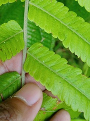 Sphaerostephanos penniger