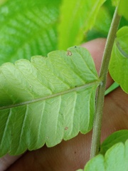 Sphaerostephanos penniger