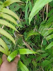 Sphaerostephanos penniger