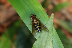 Syrphus phaeostigma