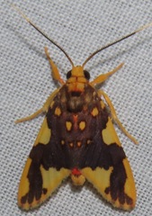 Trichromia metachryseis