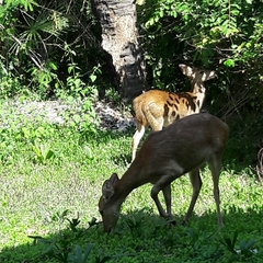 Rusa timorensis