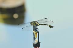Ictinogomphus pertinax