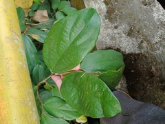 Ficus parietalis