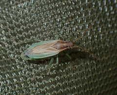 Stenodema holsata