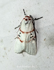 Cyana signa