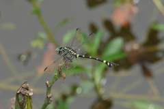 Ictinogomphus pertinax