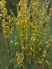 Verbascum nigrum