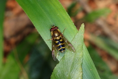 Syrphus phaeostigma