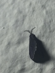 Cryptothelea nigrita