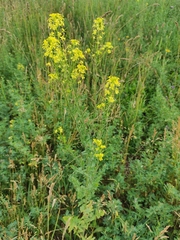 Brassicaceae