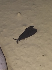 Cryptothelea nigrita