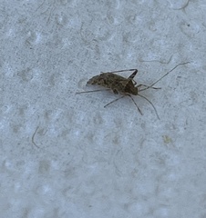 Phytocoris tiliae
