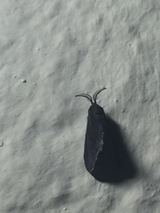 Cryptothelea nigrita