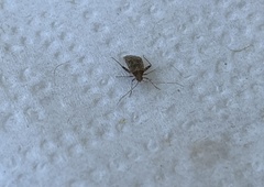 Phytocoris tiliae