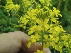 Brassicaceae