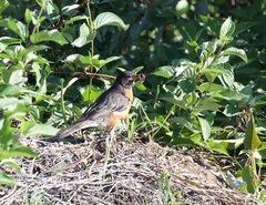 Turdus migratorius