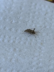 Phytocoris tiliae