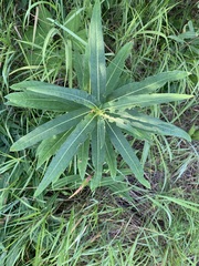 Chamaenerion angustifolium