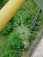 Anaphalis longifolia