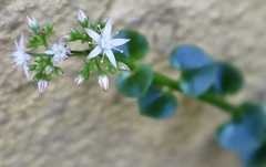 Crassula spathulata