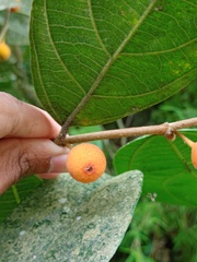 Ficus parietalis